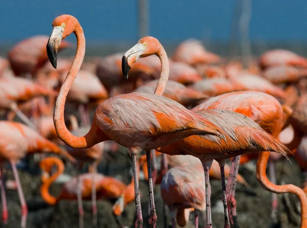 Różowe flamingi Karaiby — Zdjęcie stockowe