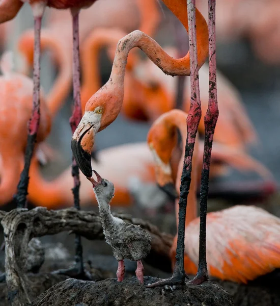 赤ちゃんの鳥、母と. — ストック写真