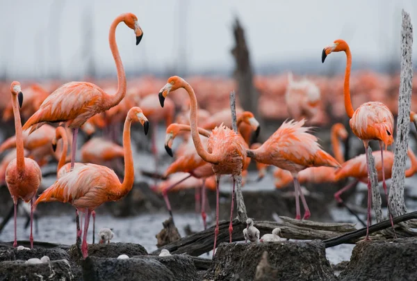 De roze Caribische Flamingo 's — Stockfoto