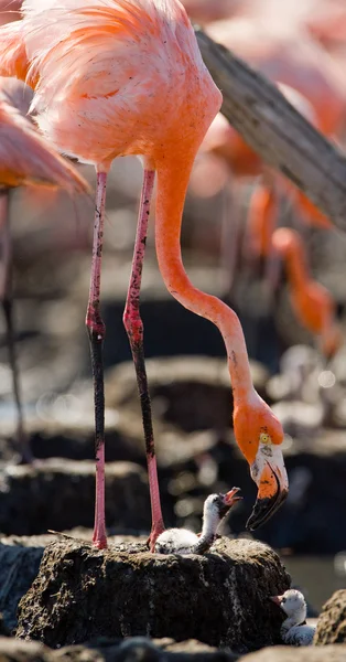 Rosa karibiska flamingos — Stockfoto