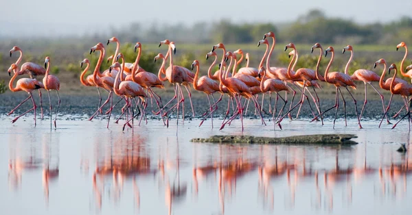 De roze Caribische Flamingo 's — Stockfoto