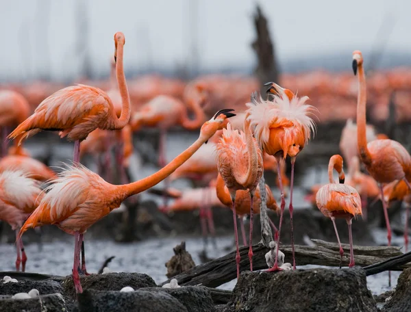 Розовые карибские фламинго — стоковое фото