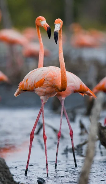 Les flamants roses des Caraïbes — Photo