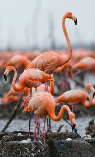 Karayip pembe flamingolar — Stok fotoğraf