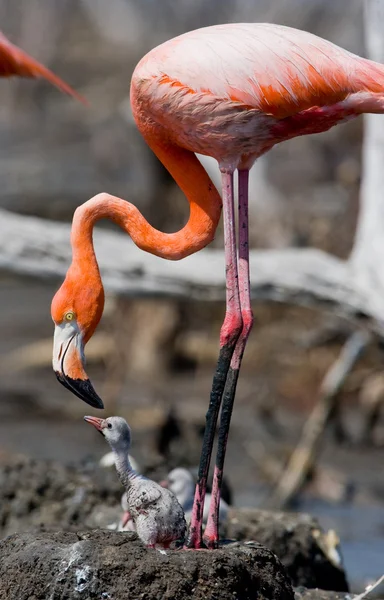 De roze Caribische Flamingo 's — Stockfoto