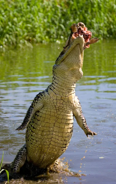 Кубинський крокодили (крокодил rhombifer) — стокове фото