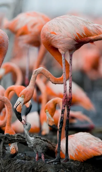 The pink Caribbean flamingos — Stock Photo, Image