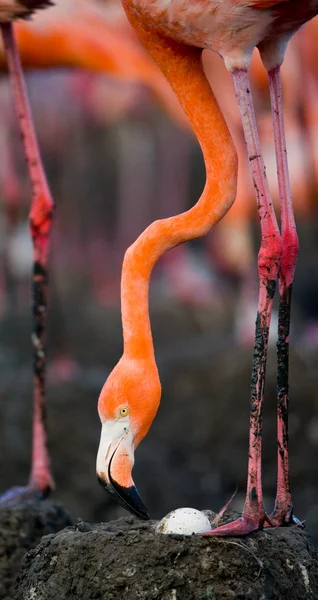 O flamingo caribenho rosa — Fotografia de Stock