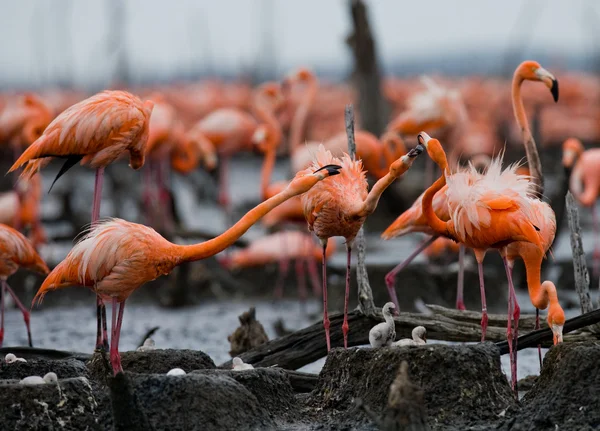 Los flamencos rosados del Caribe —  Fotos de Stock