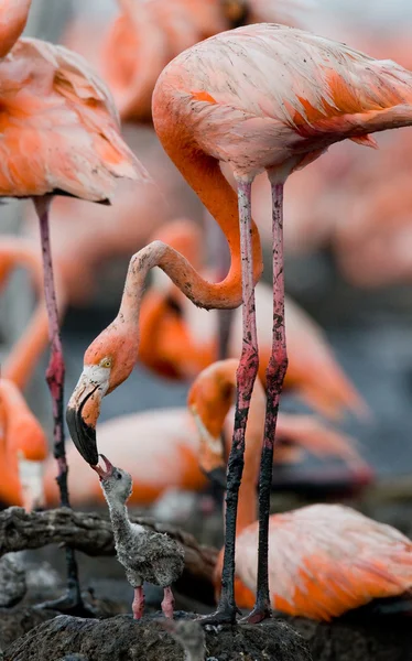 Passarinho do bebê com sua mãe . — Fotografia de Stock