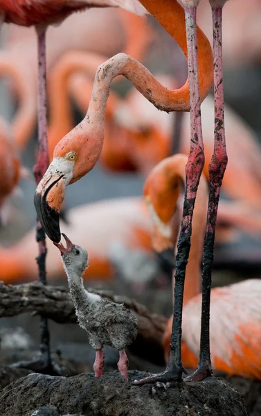 Bebé pájaro del con su madre . —  Fotos de Stock