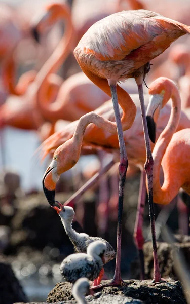 Os flamingos caribenhos rosa — Fotografia de Stock