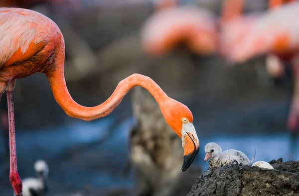 The pink Caribbean flamingos Stock Picture