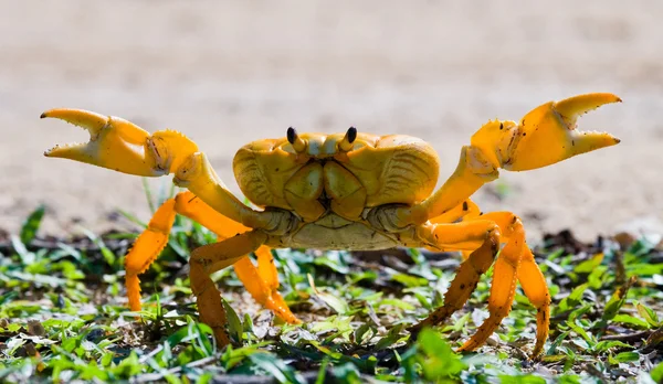 ᐈ Red Land Crab Stock Pictures Royalty Free Land Crabs Images Download On Depositphotos ᐈ Red Land Crab Stock Pictures Royalty Free Land Crabs Images Download On Depositphotos