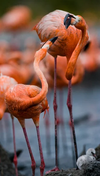 The pink Caribbean flamingos Stock Image