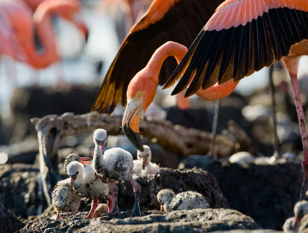 The pink Caribbean flamingos Stock Photo