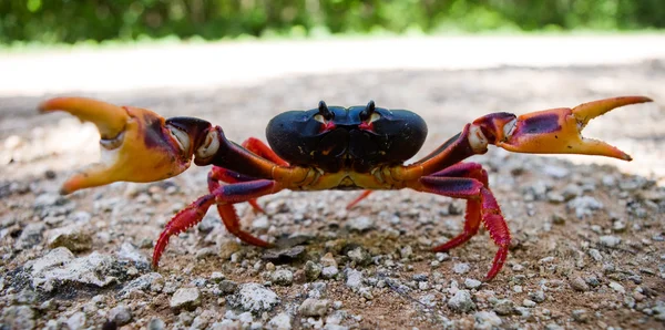 ᐈ Red Land Crab Stock Pictures Royalty Free Land Crabs Images Download On Depositphotos ᐈ Red Land Crab Stock Pictures Royalty Free Land Crabs Images Download On Depositphotos