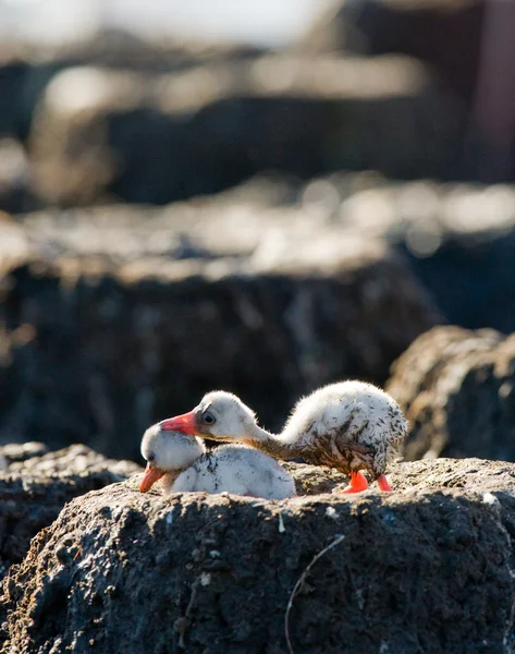 Baby birds of the Caribbean flamingos Royalty Free Stock Photos