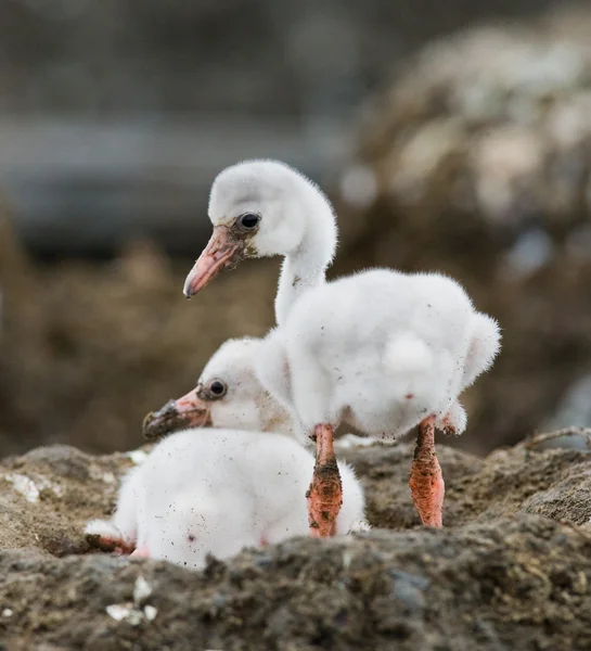Baby birds of the Caribbean flamingos Stock Photo
