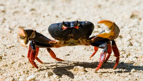 ᐈ Red Land Crab Stock Pictures Royalty Free Land Crabs Images Download On Depositphotos ᐈ Red Land Crab Stock Pictures Royalty Free Land Crabs Images Download On Depositphotos