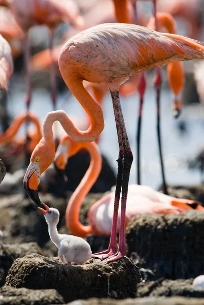 The pink Caribbean flamingos Royalty Free Stock Photos