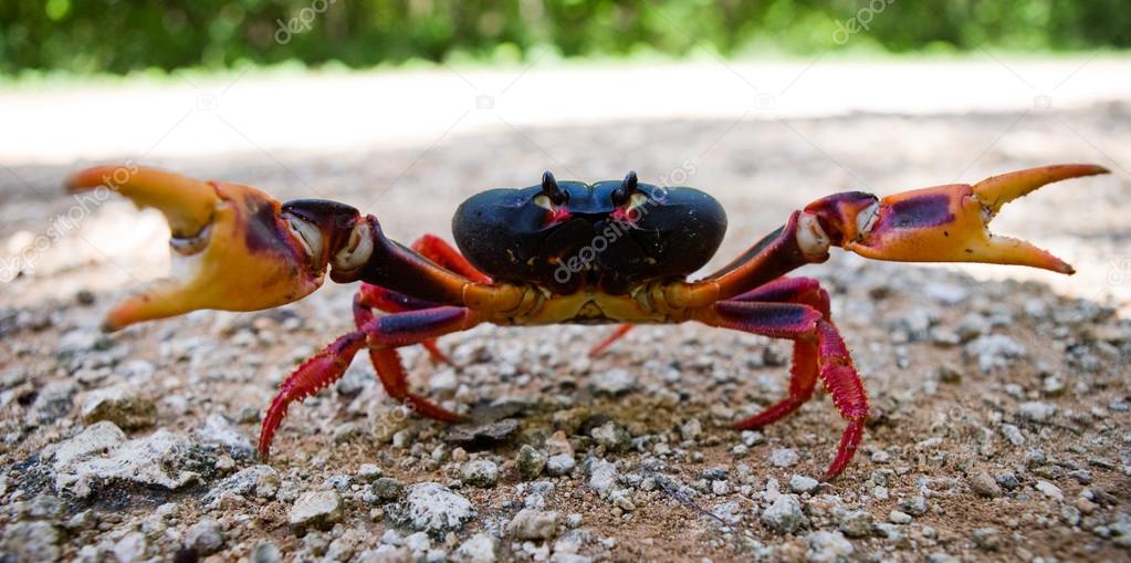 Red land crab close up — Stock Photo © GUDKOVANDREY 85442074