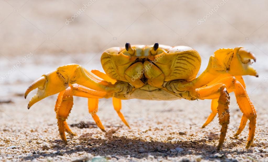 Yellow land crab close up — Stock Photo © GUDKOVANDREY 85442310