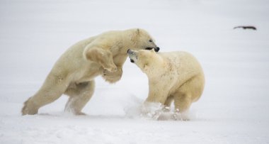 Polar bears fighting clipart