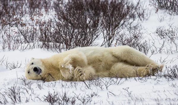 Un ours polaire — Photo