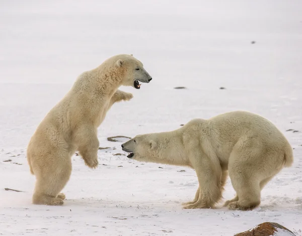 Osos polares luchando —  Fotos de Stock