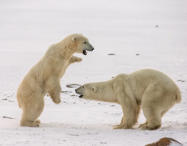 ホッキョクグマの戦い — ストック写真