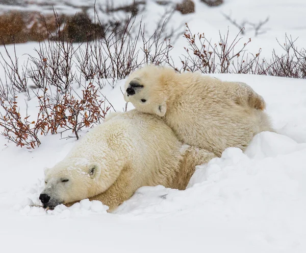 Two polar bears — Stock Photo, Image