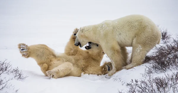 싸움 하는 북극곰 — 스톡 사진