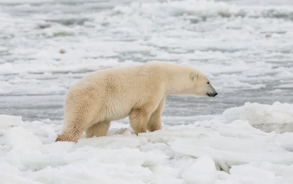 Un oso polar —  Fotos de Stock