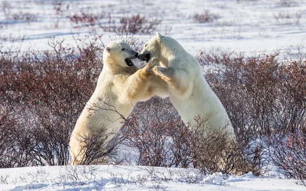 Eisbären kämpfen — Stockfoto