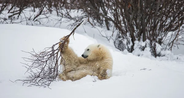 En isbjørn – stockfoto