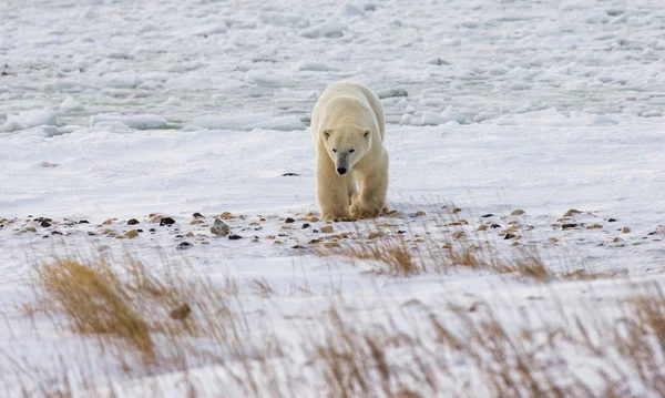 Um urso polar — Fotografia de Stock