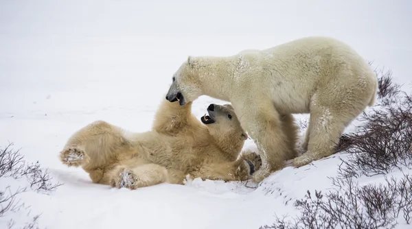 ホッキョクグマの戦い — ストック写真