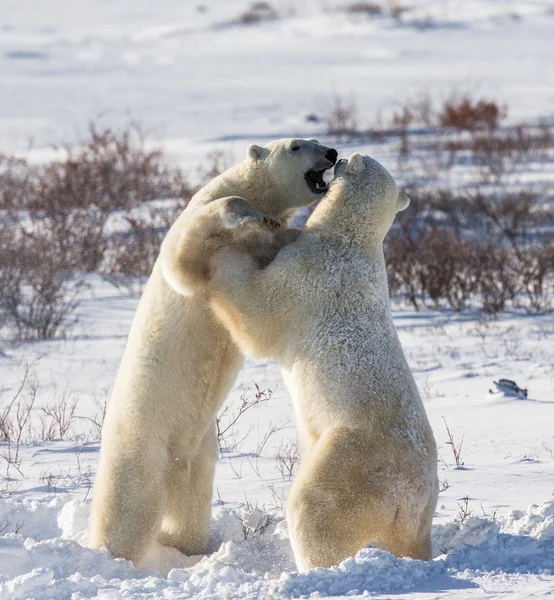 Борьба белых медведей — стоковое фото