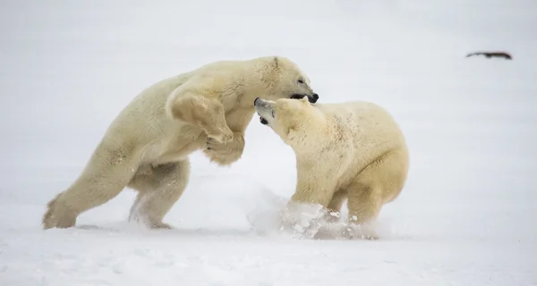 Osos polares luchando — Foto de Stock