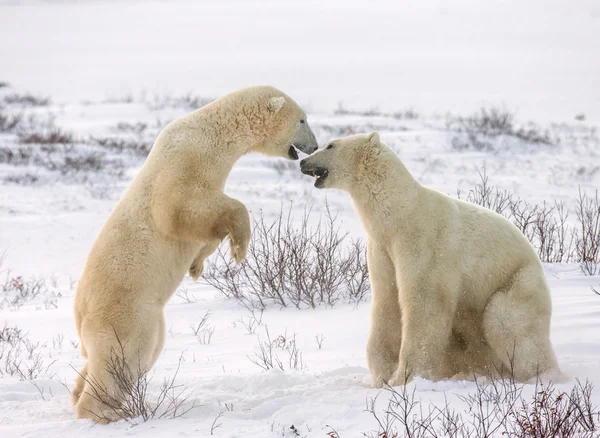 Polar bears elleni küzdelem — Stock Fotó