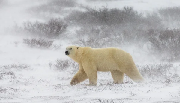 Один білий ведмідь — стокове фото
