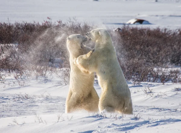 Polar bears fighting — Stock Photo, Image