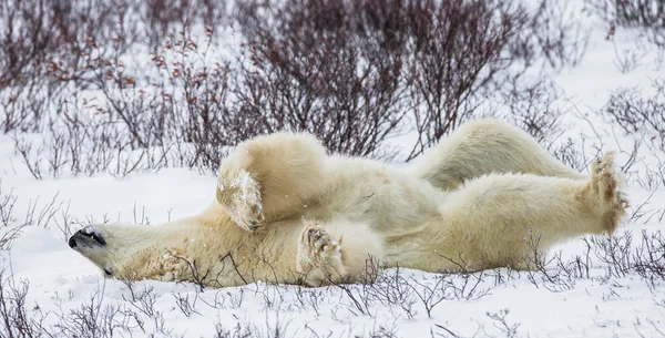 Un orso polare — Foto Stock