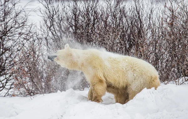 Um urso polar — Fotografia de Stock