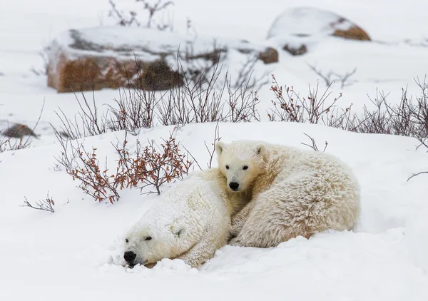 두 북극곰 — 스톡 사진