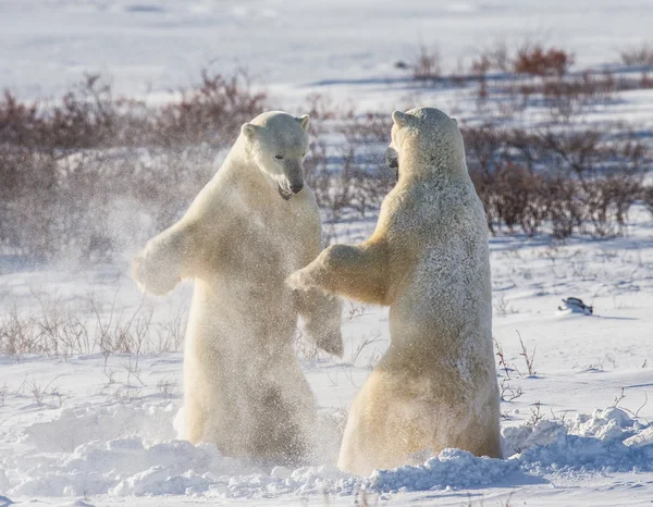 ホッキョクグマの戦い — ストック写真