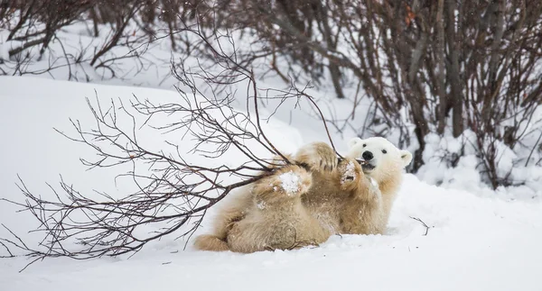 Ein Eisbär — Stockfoto