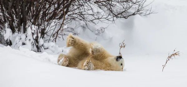 Um urso polar — Fotografia de Stock