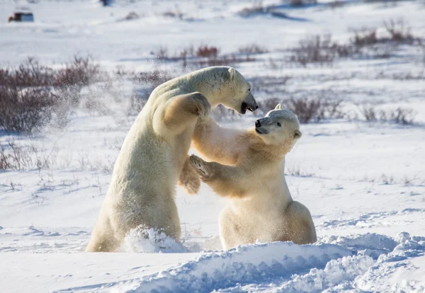 Ijsberen vechten — Stockfoto